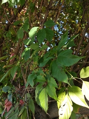 Parthenocissus inserta