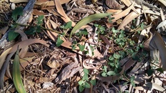 Chenopodium trigonon