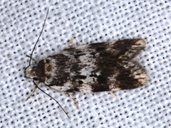 Barea prepta