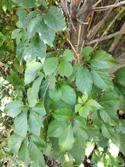 Parthenocissus inserta