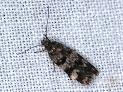 Barea prepta