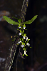 Sarcochilus australis