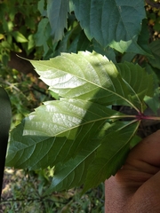 Parthenocissus inserta