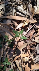 Chenopodium trigonon