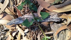 Chenopodium trigonon