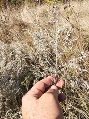 Artemisia austriaca