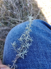 Artemisia austriaca