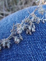 Artemisia austriaca