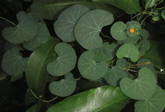 Cissampelos torulosa