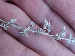 Artemisia austriaca