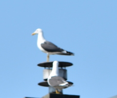 Larus fuscus