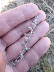 Artemisia austriaca