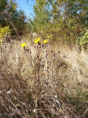 Picris hieracioides