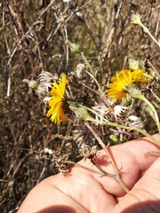 Picris hieracioides