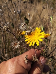 Picris hieracioides