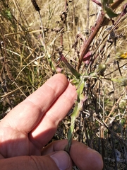 Picris hieracioides