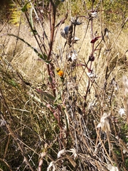 Picris hieracioides
