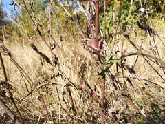 Picris hieracioides