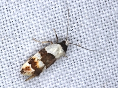 Euphiltra eroticella