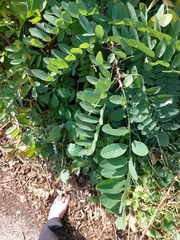Robinia pseudoacacia