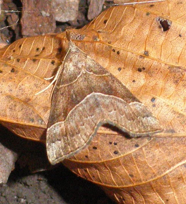 Deceptive Bomolocha Moth