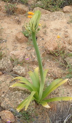 Ornithogalum xanthochlorum