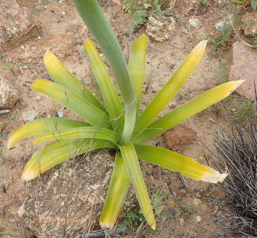 Image of Ornithogalum xanthochlorum by (c) Nicola van Berkel, some rights reserved (CC BY-SA)