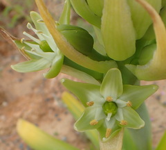 Ornithogalum xanthochlorum