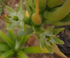 Ornithogalum xanthochlorum