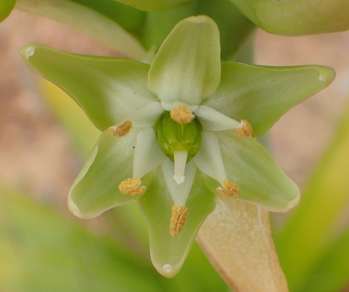 Image of Ornithogalum xanthochlorum by (c) Nicola van Berkel, some rights reserved (CC BY-SA)