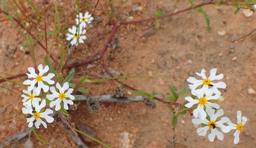 Image of Zaluzianskya affinis by (c) Nicola van Berkel, some rights reserved (CC BY-SA)