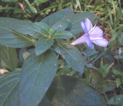 Barleria gueinzii