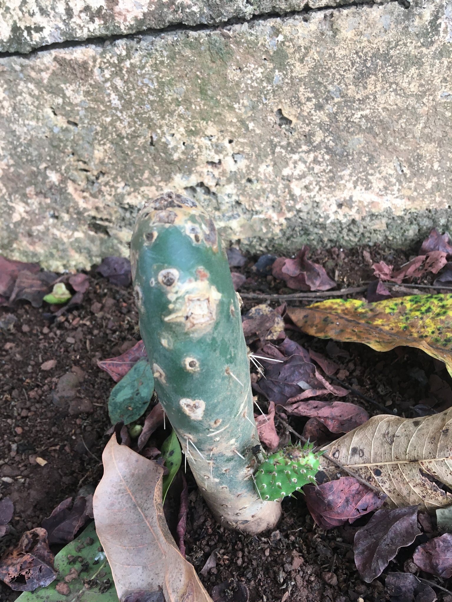 Opuntia cochenillifera