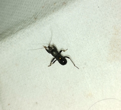 Ectomocoris