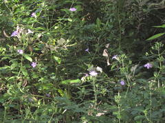 Barleria gueinzii
