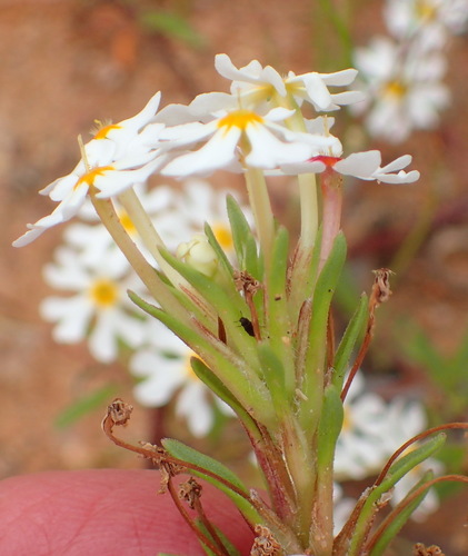 Image of Zaluzianskya affinis by (c) Nicola van Berkel, some rights reserved (CC BY-SA)