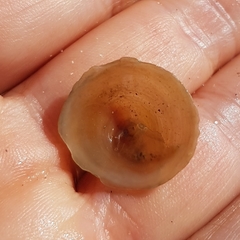 Calyptraea chinensis