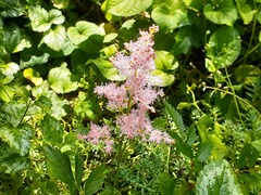 Astilbe × arendsii