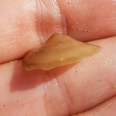 Calyptraea chinensis