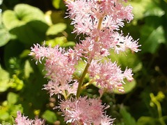 Astilbe × arendsii