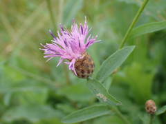 Centaurea decipiens
