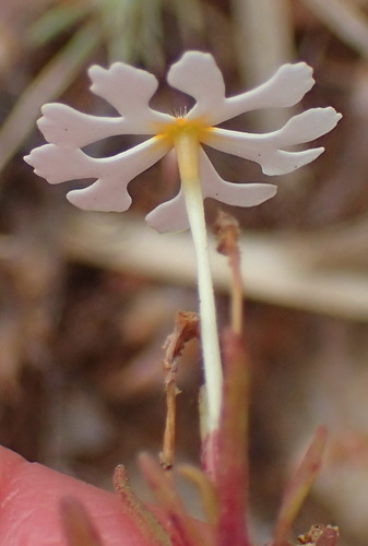 Image of Zaluzianskya affinis by (c) Nicola van Berkel, some rights reserved (CC BY-SA)