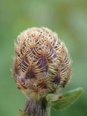 Centaurea decipiens