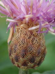 Centaurea decipiens