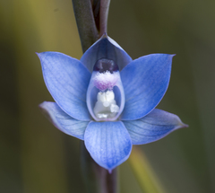 Thelymitra atronitida