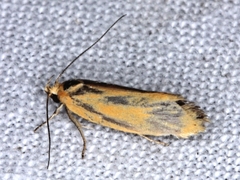 Microbela monodyas