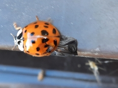 Harmonia axyridis