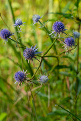 Eryngium integrifolium