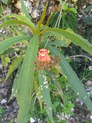 Rhytidophyllum bicolor