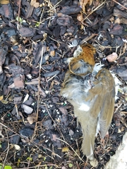 Hylocichla mustelina